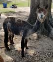 Cholita - Sweet Blossom Alpaca Farm