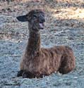 Jade - Sweet Blossom Alpaca Farm