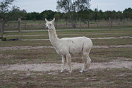 Yankee Noodle Dandy - Sweet Blossom Alpaca Farm