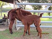 Tobi - Sweet Blossom Alpaca Farm